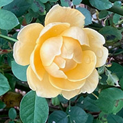 石橋文化センターのバラ園